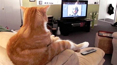 mama 視聴方法: なぜ猫はテレビを見ないのか？